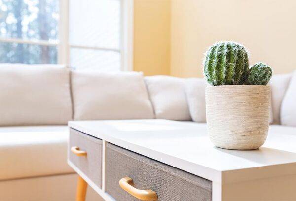 Cactus et plantes grasses : entretien, rempotage