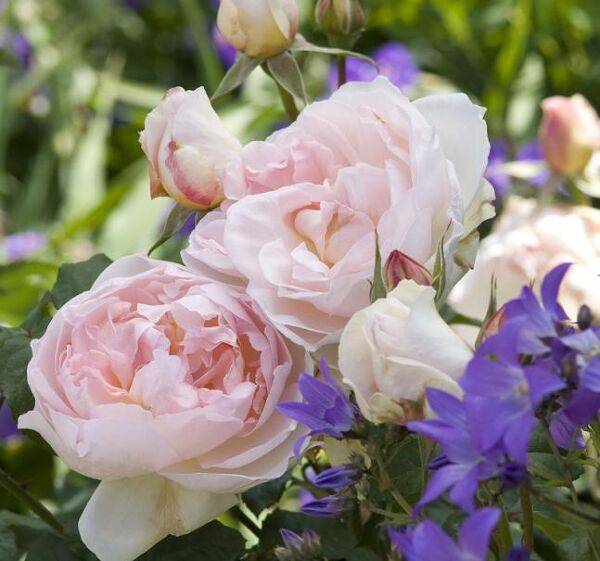 # Rosiers en compagnie...