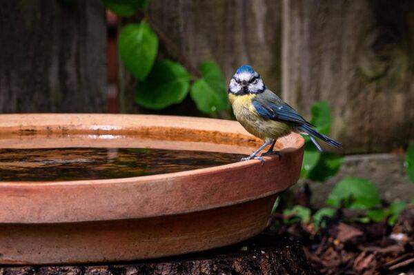 Une baignoire et un abreuvoir pour oiseaux