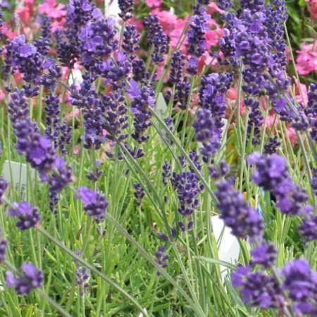 Un zeste de Provence avec les lavandes