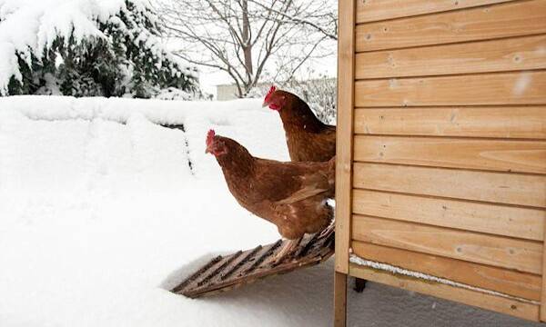 Le poulailler en hiver - © chelle129 - stock.adobe.com 
