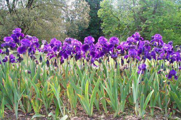 Diviser les iris