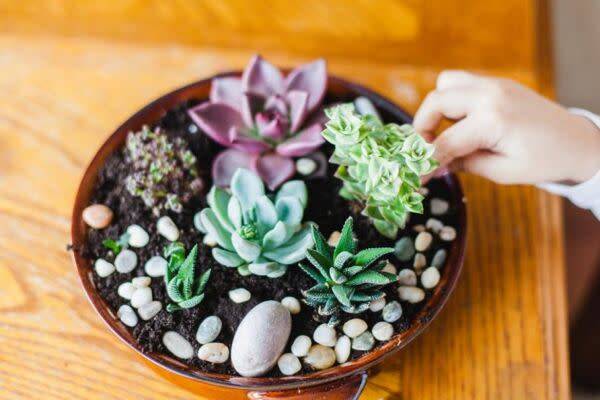 Une composition de succulentes facile à réaliser