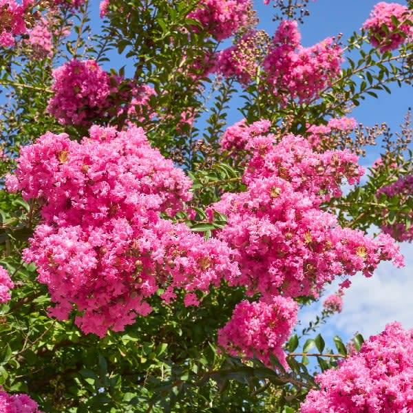 Lilas des Indes rose en fleurs
