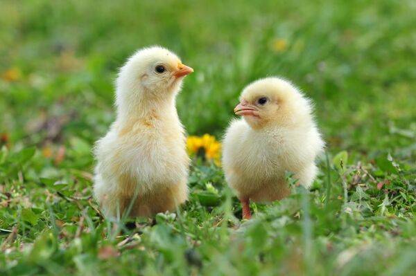 Poussin Vert Poules et basse cour - Gamm vert