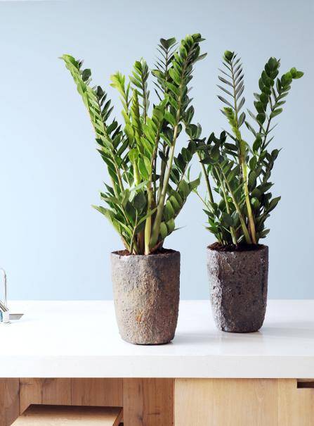 Plante d'intérieur originale : la plante ZZ