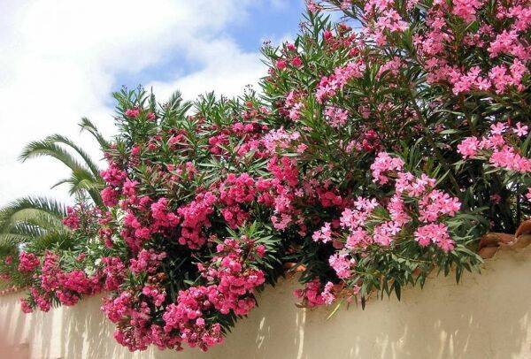 laurier rose aux fleurs roses et rouges
