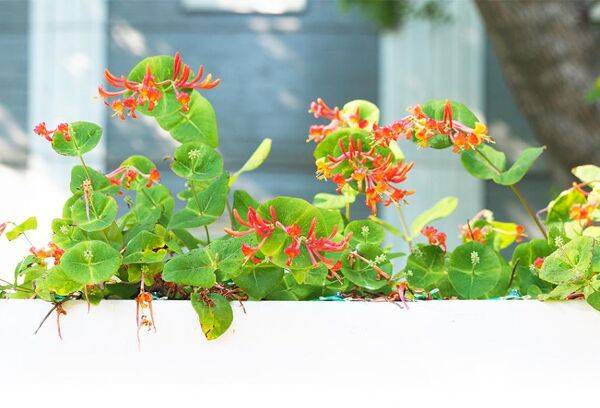 Planter un chèvrefeuille en pot