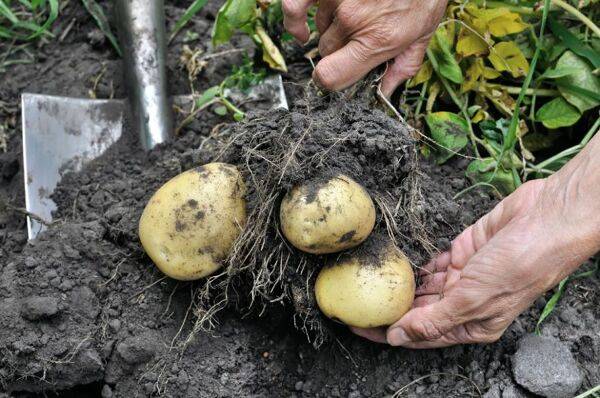 Que planter après les pommes de terre ?