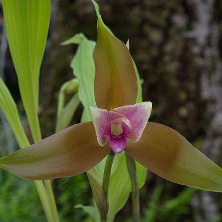 Les 10 orchidées les plus originales