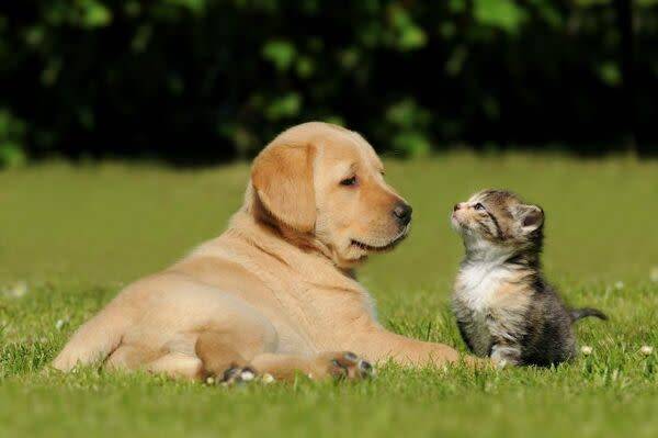 Animaux au jardin
