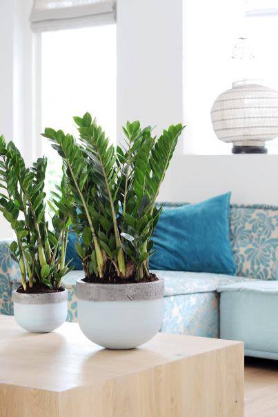 Le Zamioculcas : un as de la survie