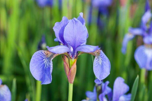 Iris bleu