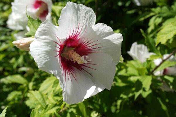 l'hibiscus syriacus à fleurs blanches