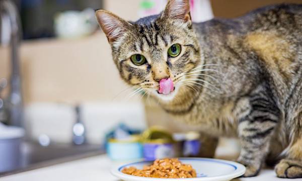 Les 6 avantages des pâtées pour chat