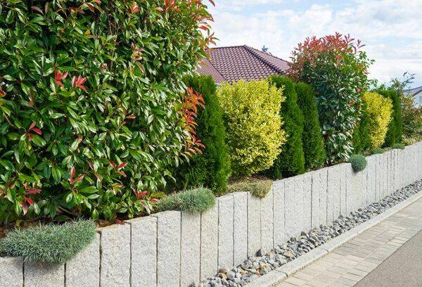 Choisir sa haie de jardin