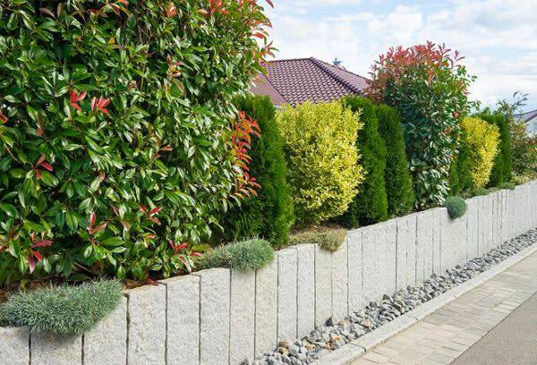 Choisir sa haie de jardin