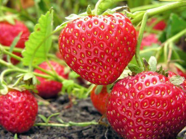 Les variétés de fraisiers