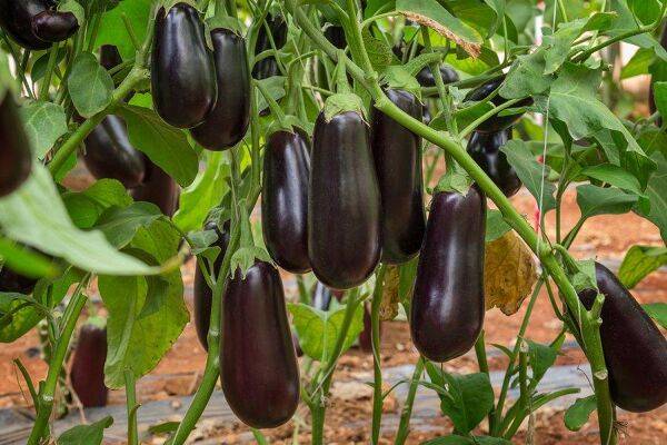 Que faire pour des fleurs d'aubergines qui tombent ?