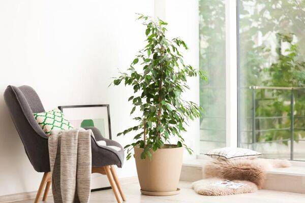Quel terreau pour mon Ficus ?