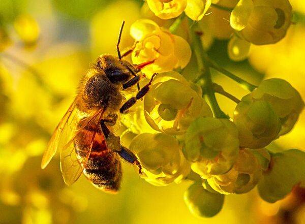 Abeille butinant une fleur de berbéris