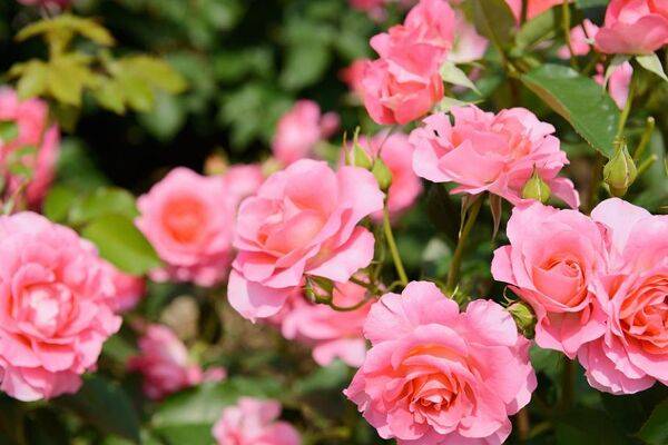Planter un rosier en motte
