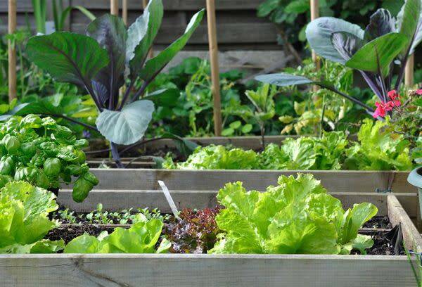 Potager en carrés