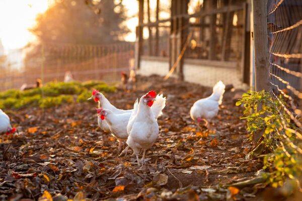 Intégrer de nouvelles poules au poulailler