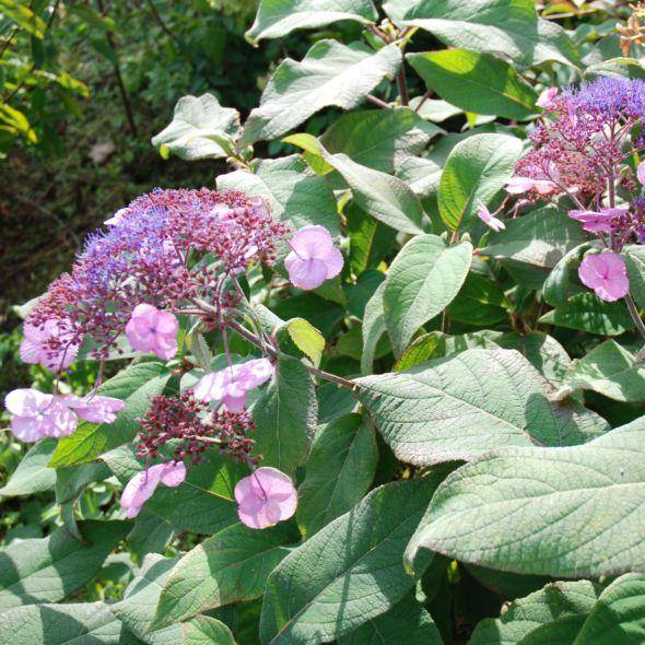 Hydrangea aspera