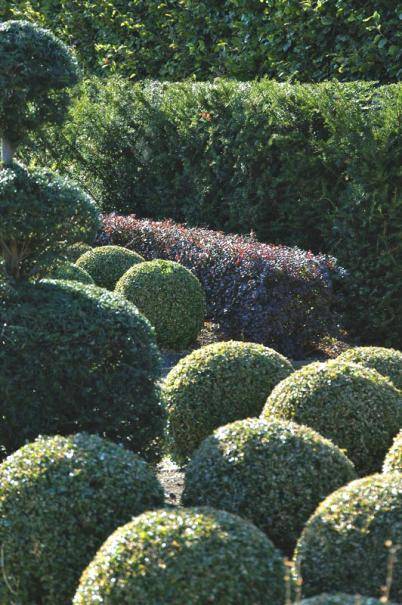 Ces plantes qui campent au jardin