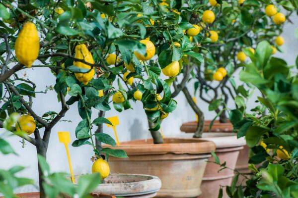 Citronnier en pot