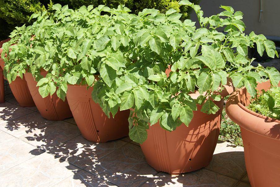 Cultiver des pommes de terre en pot - Gamm vert