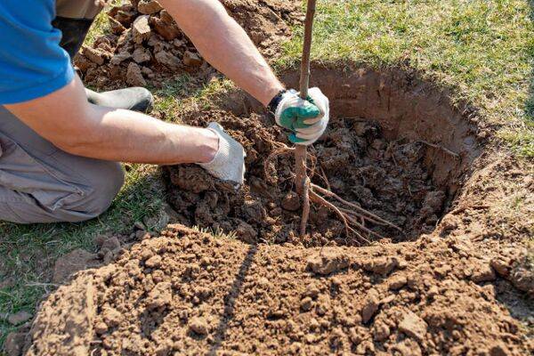 Que faire au verger en mars ?
