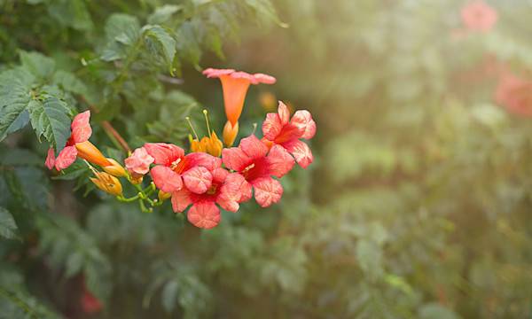 12 plantes qui ne craignent pas la sécheresse