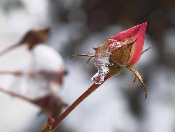 Protéger de l'hiver : les rosiers