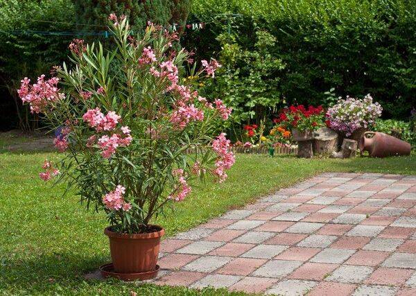 Soigner et rempoter un laurier-rose en pot