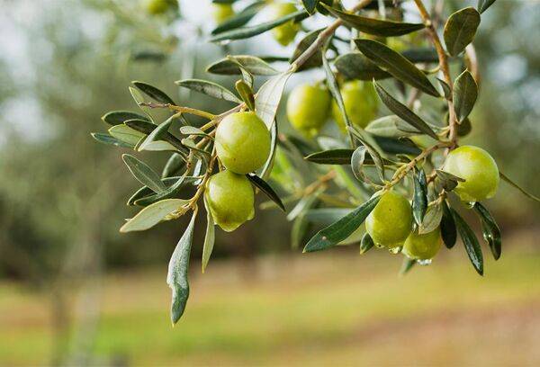Les olives vertes