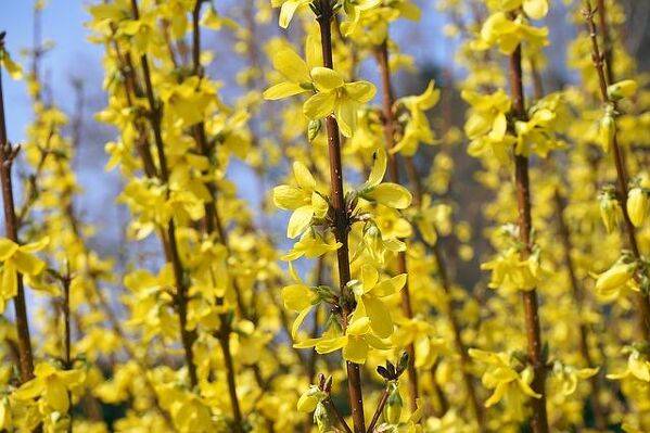 Planter le forsythia