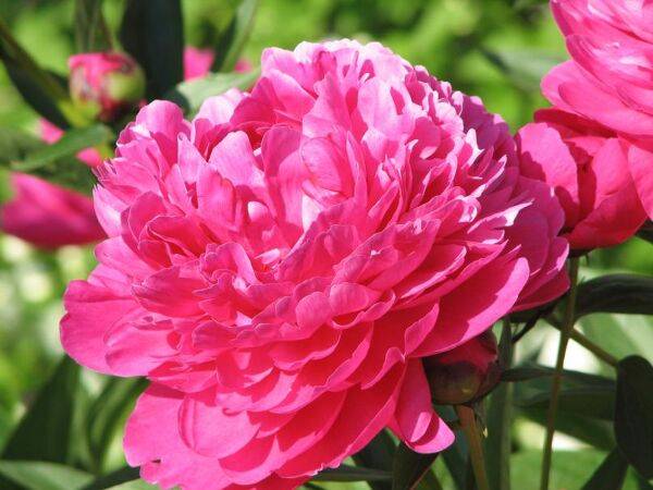 Les Pivoines