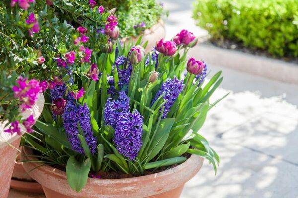 Planter des bulbes de printemps en pot
