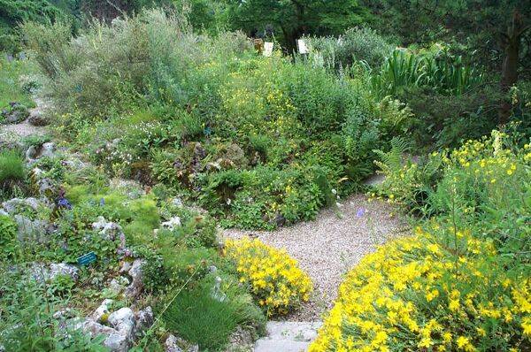 Indispensables : les plantes couvre-sol 