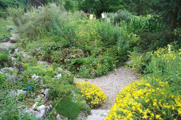 Indispensables : les plantes couvre-sol