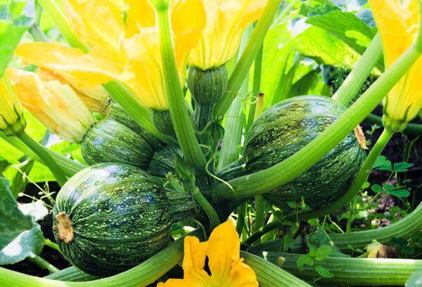 Cultiver des courgettes rondes