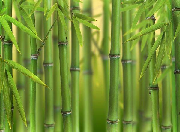 Planter un bambou