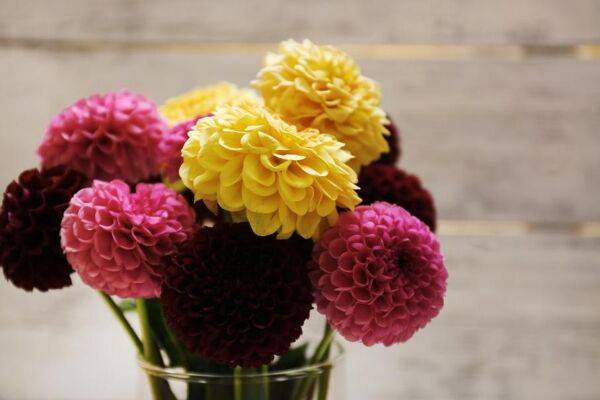 Dahlias en bouquets