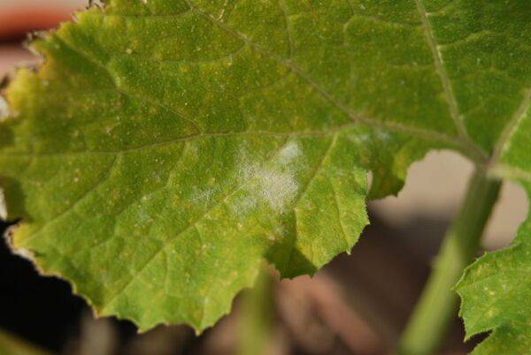 Maladies de la courgette