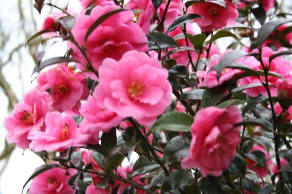 Un camélia d'automne rose et parfumé