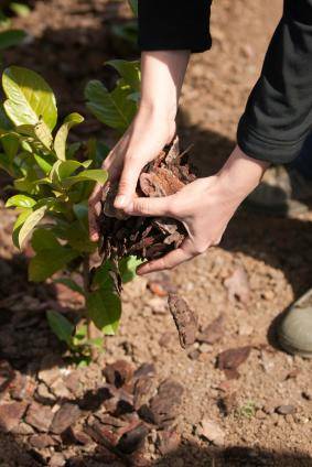 50 astuces bios pour votre jardin