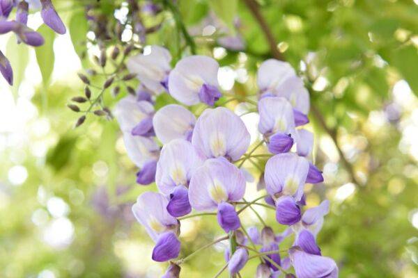 Glycine