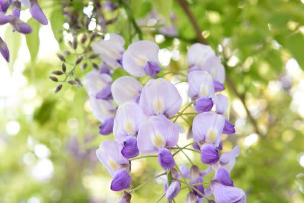 Glycine